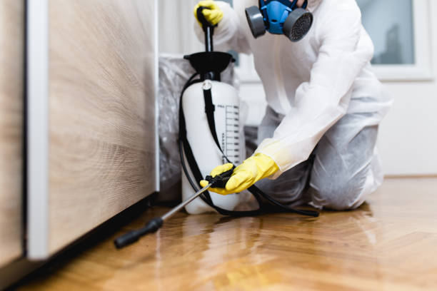 Wasp Removal Services in Fullerton, CA