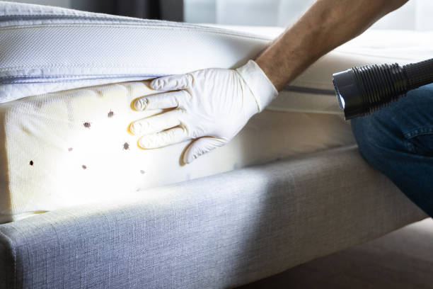 Flea Control Services in Fullerton, CA