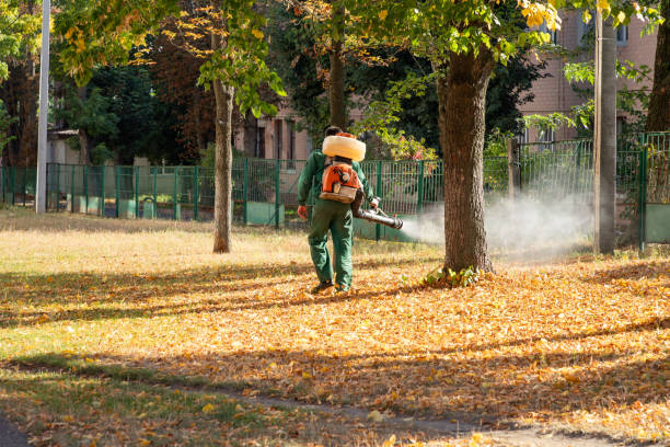 Spider Control Near Me in Fullerton, CA