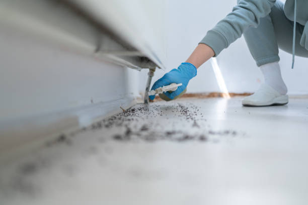 Best Termite Control Services  in Fullerton, CA