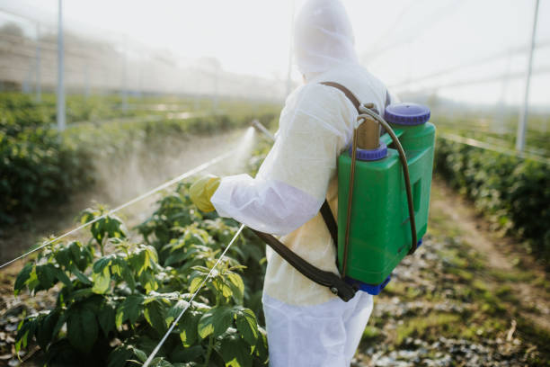 Best Termite Control Services  in Fullerton, CA